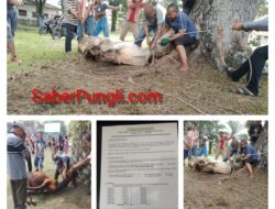 PTPN IV unit Kebun/PKS dan MGD Bah Jambi Sembelih 9 ekor Sapi,5 ekor Kambing di Idul Adha 1444 H,tahun 2023