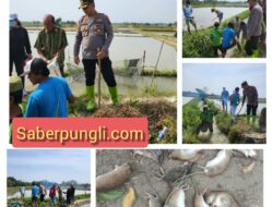 Kapolsek Tanah Jawa Bersama Ratusan Petani Berburu Hama Tikus di Lahan Pertanian