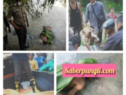 Polsek Bangun Bantu Evakuasi Pensiunan BUMN yang Ditemukan Tewas Mengapung di Sungai Bah Bolon