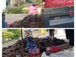 Gabungan Kelompok Tani (Gapoktan) Pekon Cipadang Memanen Bawang Di Tengah Kemarau Panjang.