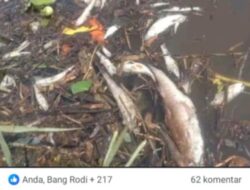 Heboh! Diduga Ikan Diracun di Sungai Waysido, Warganet Geram dan Desak Penindakan Tegas
