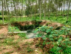 Pemilik ternak klarifikasi:Ternak babi bukan  tengah dipermukiman , punya izin warga setempat dan kelola limba.