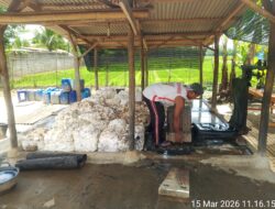 LSM TRINUSA Desak Pemkab Tubaba Tindak Tegas Lapak Karet Tak Berizin di Tiyuh Gading Kencana