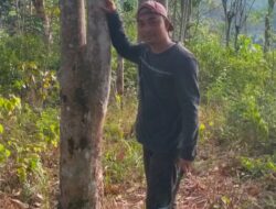 Dari Menulis Berita Hingga Menoreh Karet Semangat Juang Sugeng Jadi Inspirasi di Pekon Lebuay